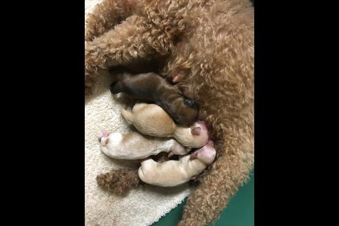 成約済の静岡県のチワプー:チワワ×トイプードル-81141の4枚目