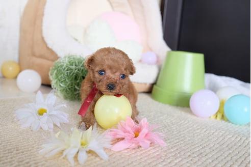 成約済の滋賀県のトイプードル-81146の1枚目