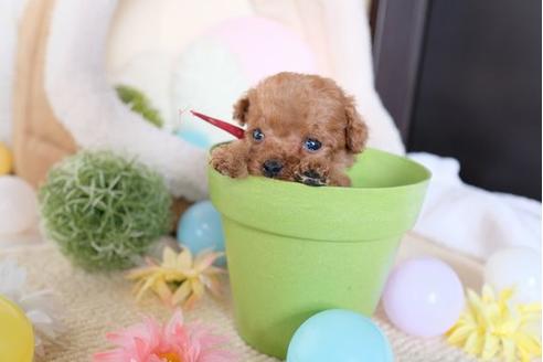 成約済の滋賀県のトイプードル-81146の3枚目