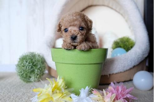 成約済の滋賀県のトイプードル-81178