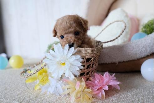 成約済の滋賀県のトイプードル-81178の3枚目