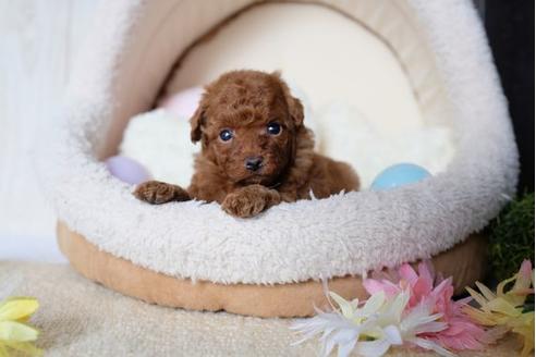 成約済の滋賀県のトイプードル-81184の1枚目