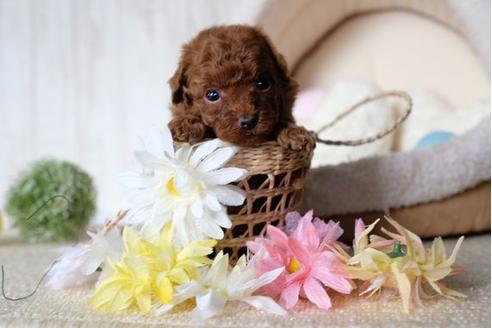 成約済の滋賀県のトイプードル-81184の3枚目