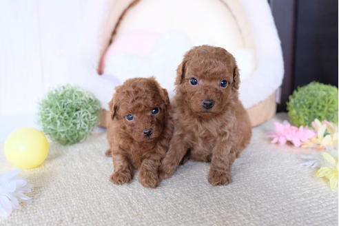 成約済の滋賀県のトイプードル-81184の2枚目