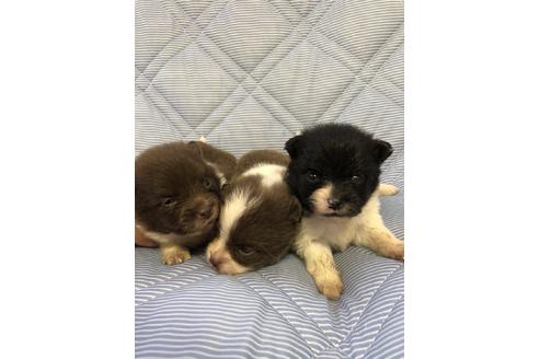 成約済の三重県のポメラニアン-81194の6枚目