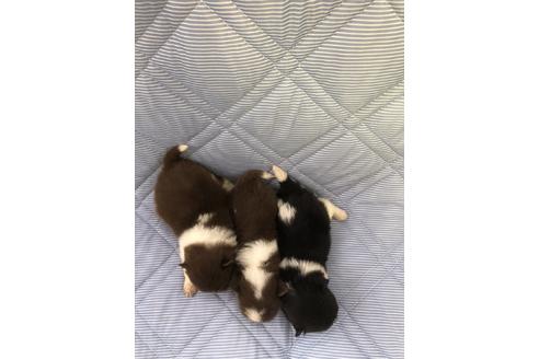 成約済の三重県のポメラニアン-81194の4枚目