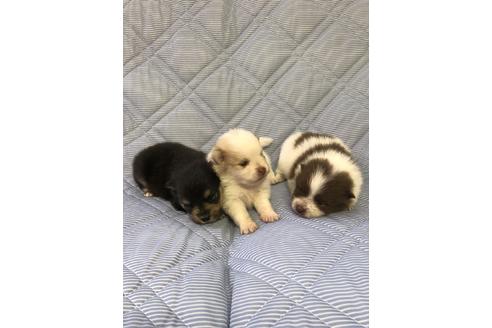 成約済の三重県のポメラニアン-81197の5枚目