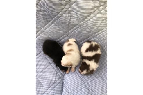 成約済の三重県のポメラニアン-81198の4枚目