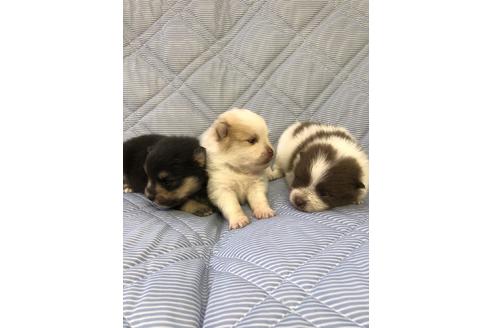 成約済の三重県のポメラニアン-81199の6枚目