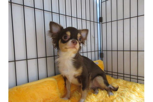 成約済の京都府のチワワ(ロングコート)-65315の1枚目