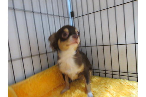 成約済の京都府のチワワ(ロングコート)-65315の5枚目