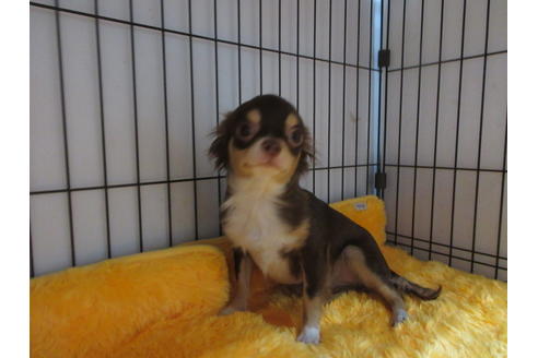 成約済の京都府のチワワ(ロングコート)-65315の4枚目