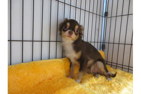 成約済の京都府のチワワ(ロングコート)-65315の3枚目