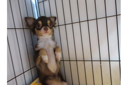 成約済の京都府のチワワ(ロングコート)-65315の2枚目