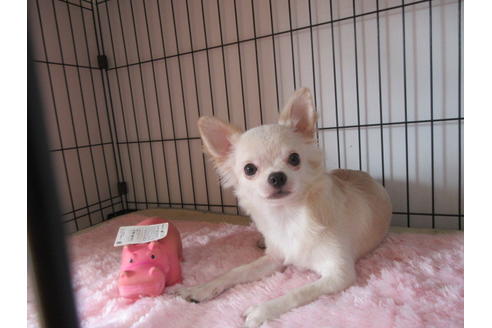 成約済の京都府のチワワ(ロングコート)-68956の8枚目