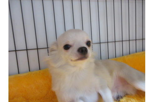 成約済の京都府のチワワ(ロングコート)-68956の7枚目