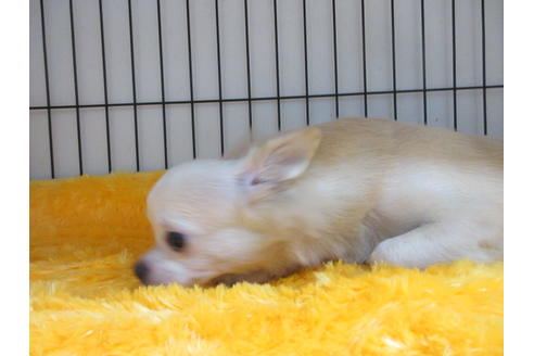 成約済の京都府のチワワ(ロングコート)-68956の6枚目