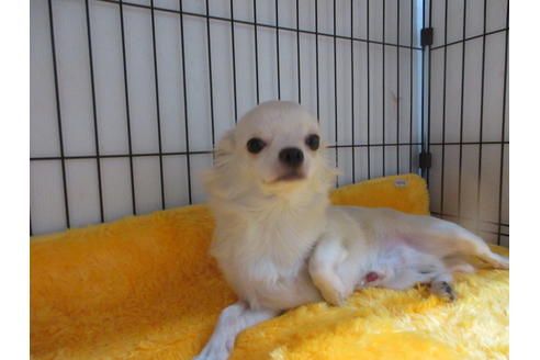 成約済の京都府のチワワ(ロングコート)-68956の5枚目