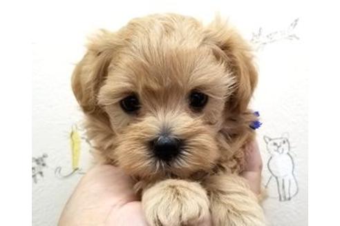 成約済の東京都のミックス犬-81264の6枚目