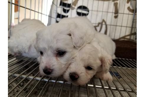 成約済の愛知県のビションフリーゼ-81265の5枚目