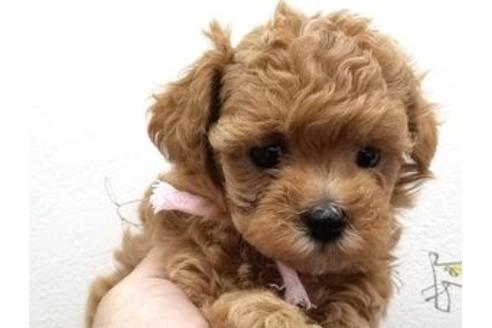成約済の東京都のミックス犬-81267の1枚目