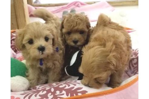 成約済の東京都のミックス犬-81267の3枚目