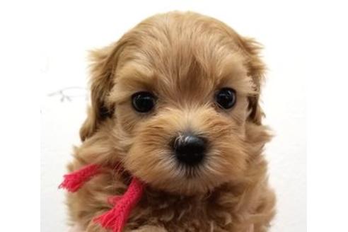 成約済の東京都のミックス犬-81268の6枚目