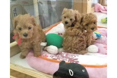成約済の東京都のミックス犬-81268の4枚目