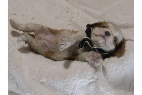 成約済の埼玉県のキャバリアキングチャールズスパニエル-80849の3枚目