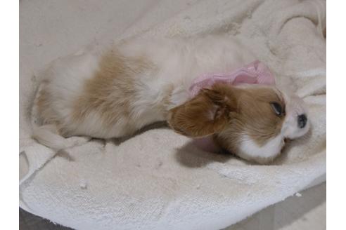 成約済の埼玉県のキャバリアキングチャールズスパニエル-79859の3枚目
