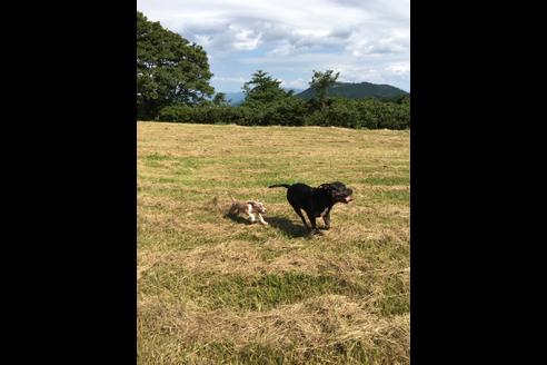 成約済の佐賀県のアメリカンピットブルテリア-75007の22枚目