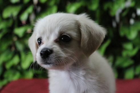 成約済の京都府のチワックス:チワワ×ミニチュアダックスフンド-81313の1枚目