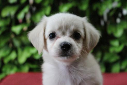 成約済の京都府のチワックス:チワワ×ミニチュアダックスフンド-81313の4枚目