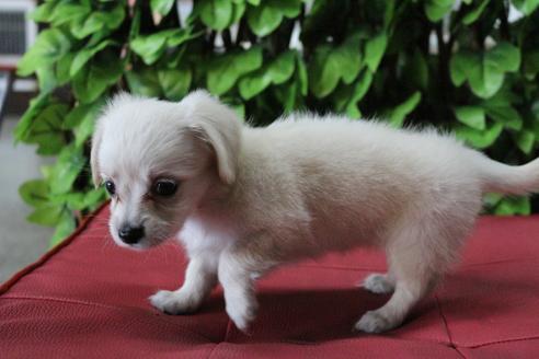 成約済の京都府のチワックス:チワワ×ミニチュアダックスフンド-81313の3枚目