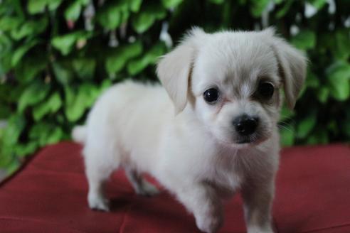 成約済の京都府のチワックス:チワワ×ミニチュアダックスフンド-81313の2枚目