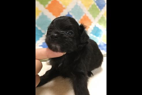 成約済の大阪府のチワプー:チワワ×トイプードル-80019の7枚目