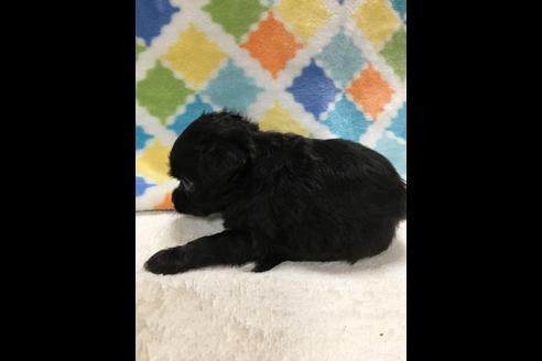 成約済の大阪府のチワプー:チワワ×トイプードル-80019の5枚目