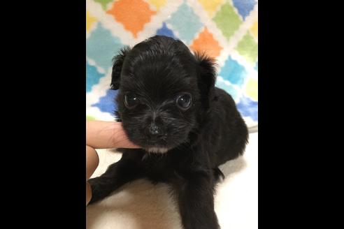 成約済の大阪府のチワプー:チワワ×トイプードル-80019