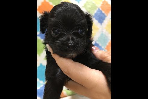 成約済の大阪府のチワプー:チワワ×トイプードル-80019の3枚目