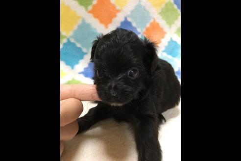 成約済の大阪府のチワプー:チワワ×トイプードル-80019の2枚目