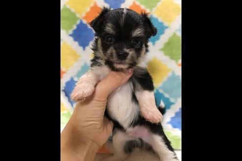 成約済の大阪府のチワプー:チワワ×トイプードル-80018の7枚目