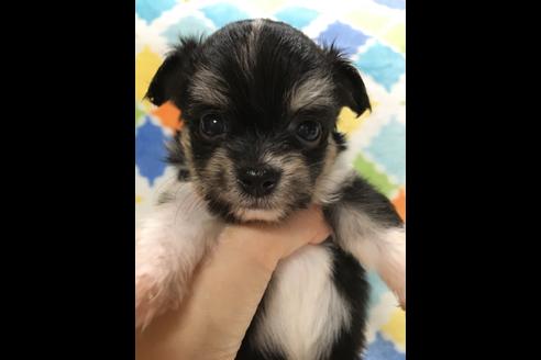 成約済の大阪府のチワプー:チワワ×トイプードル-80018の1枚目
