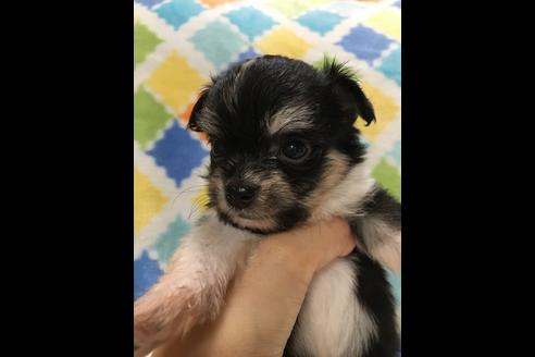 成約済の大阪府のチワプー:チワワ×トイプードル-80018の6枚目