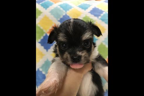 成約済の大阪府のチワプー:チワワ×トイプードル-80018の4枚目