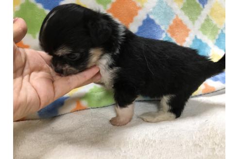 成約済の大阪府のチワプー:チワワ×トイプードル-80018の3枚目