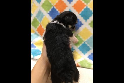 成約済の大阪府のチワプー:チワワ×トイプードル-80018の2枚目