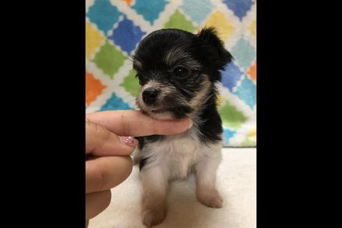 成約済の大阪府のチワプー:チワワ×トイプードル-80017の7枚目