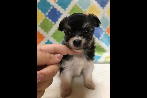 成約済の大阪府のチワプー:チワワ×トイプードル-80017の6枚目