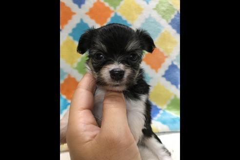 成約済の大阪府のチワプー:チワワ×トイプードル-80017の5枚目