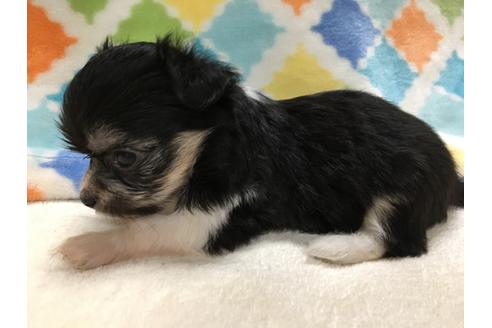 成約済の大阪府のチワプー:チワワ×トイプードル-80017の4枚目